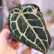 【正規】Anthurium 'Michelle' by DOC BLOCK⑬ / アンスリウム・ミシェル│観葉植物
