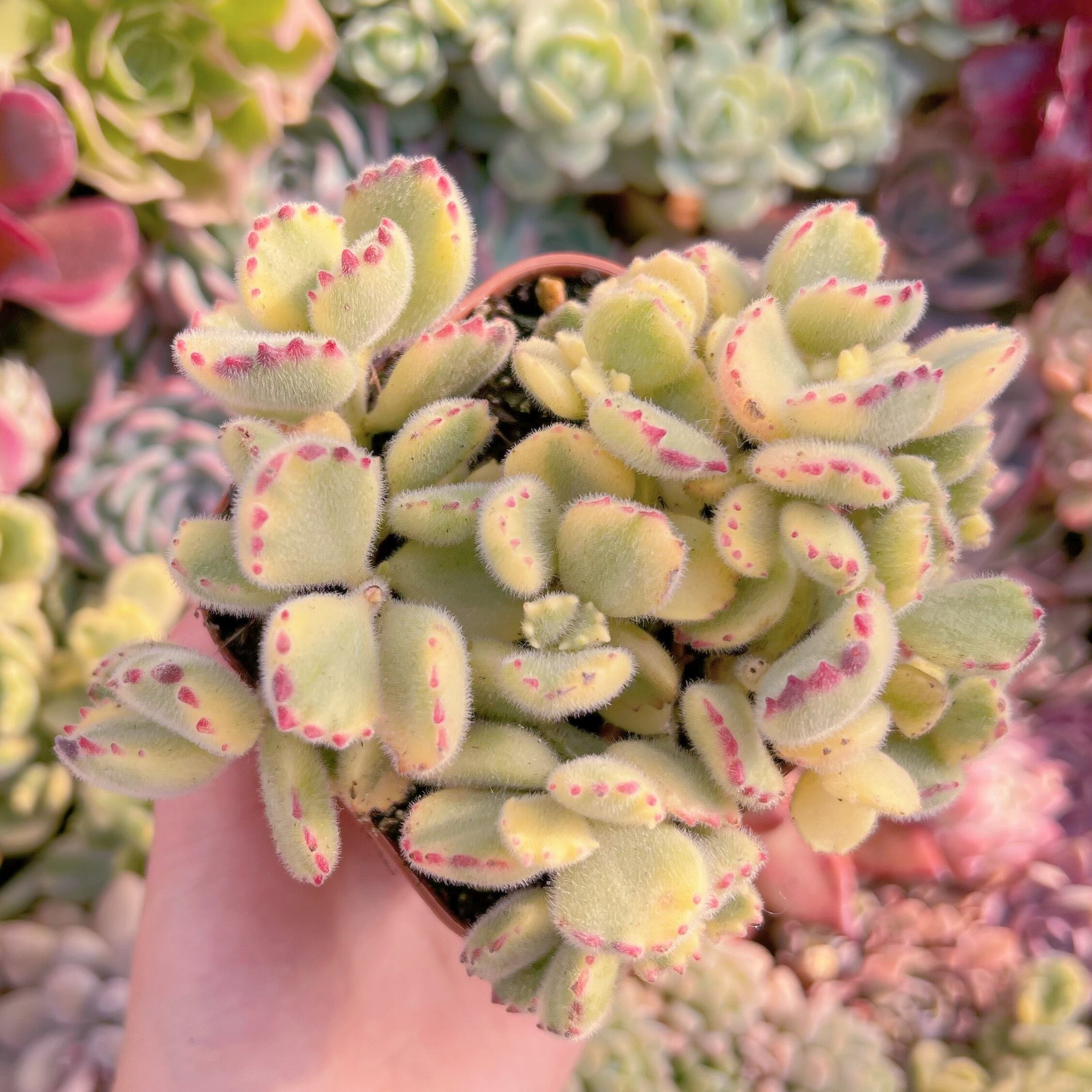 現品　白熊#B12　るる農園