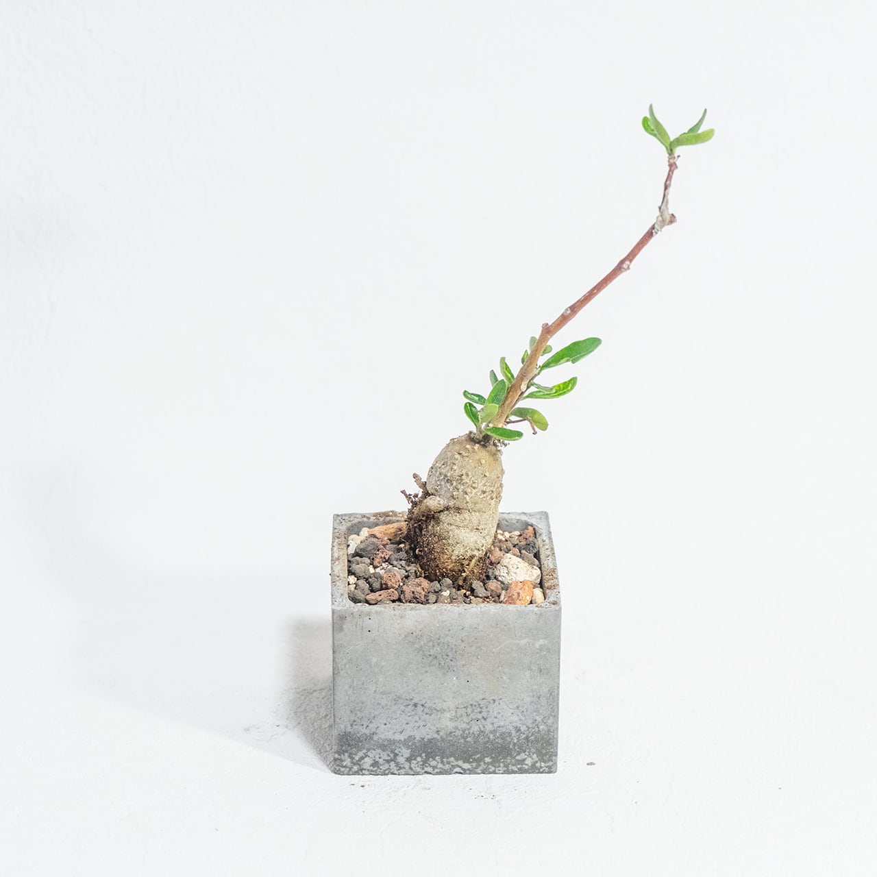 火星人（フォッケア）｜塊根植物・手のひらサイズの個性派グリーン｜シンプルでお部屋を選ばない手作りモルタル鉢