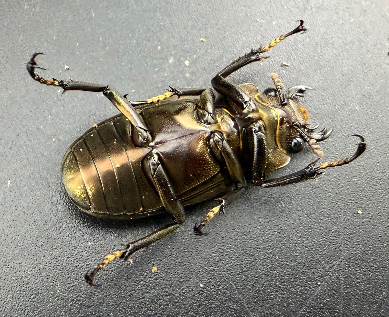 《メタリフェルホソアカ亜種イソガイ 76.5mm ペア》