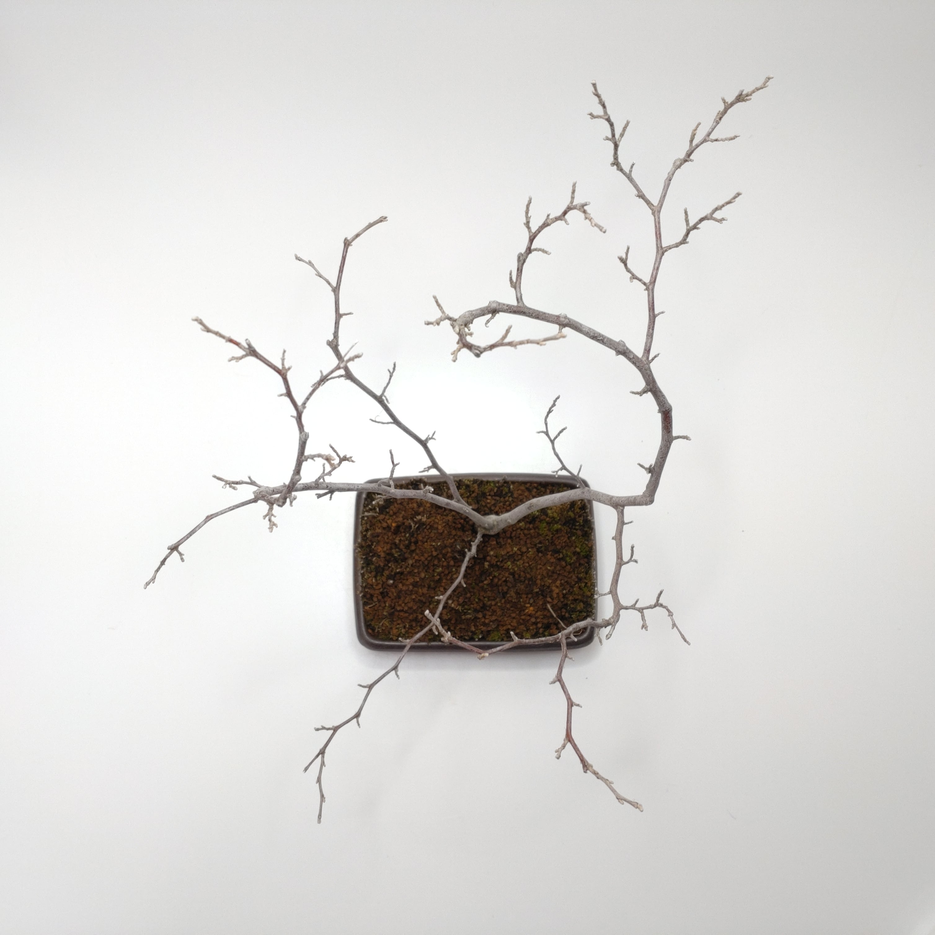 エゴノキ盆栽 SS016 | 盆栽創【Bonsaisou】