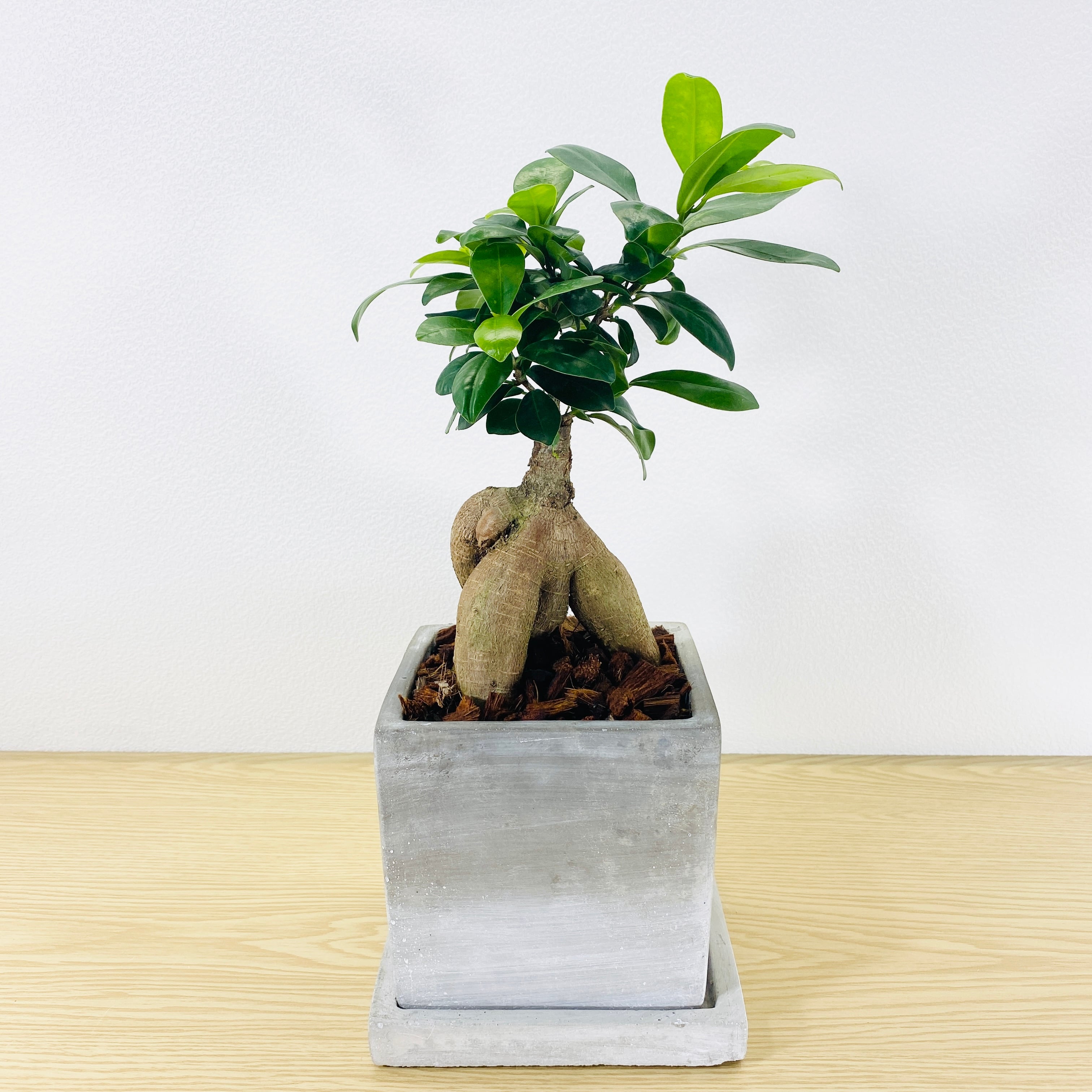 ガジュマル・多幸の木 [観葉植物・1点もの] どの角度から見ても