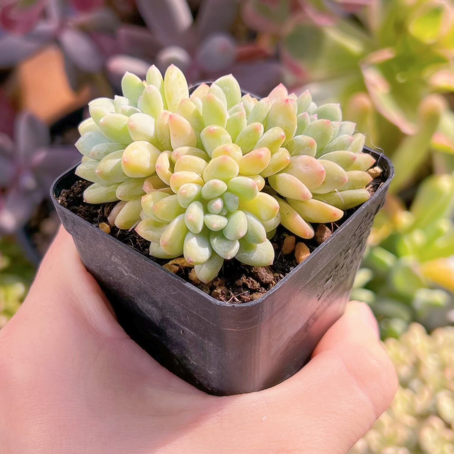 現物　ストロベリークリーム#008   古株   るる農園