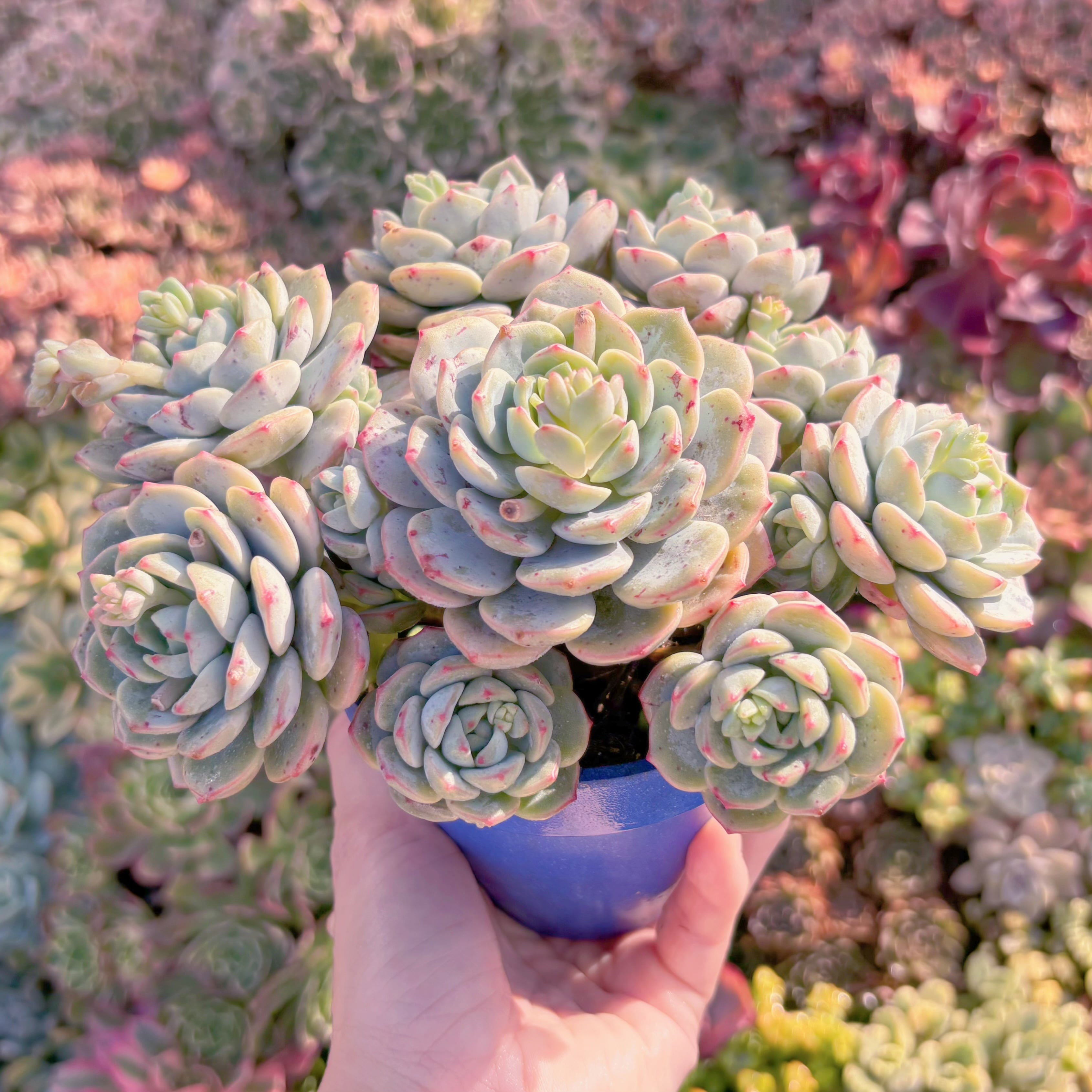 多肉植物　バニラビス　特大群生　新入荷　るる農園