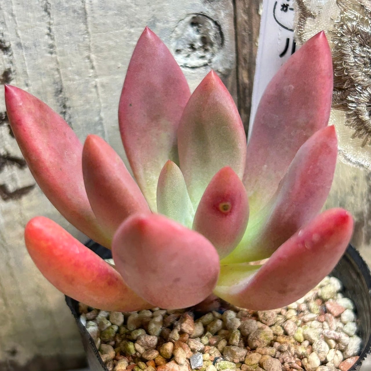 a78169b6ce1a73c99ccae51cf241b8