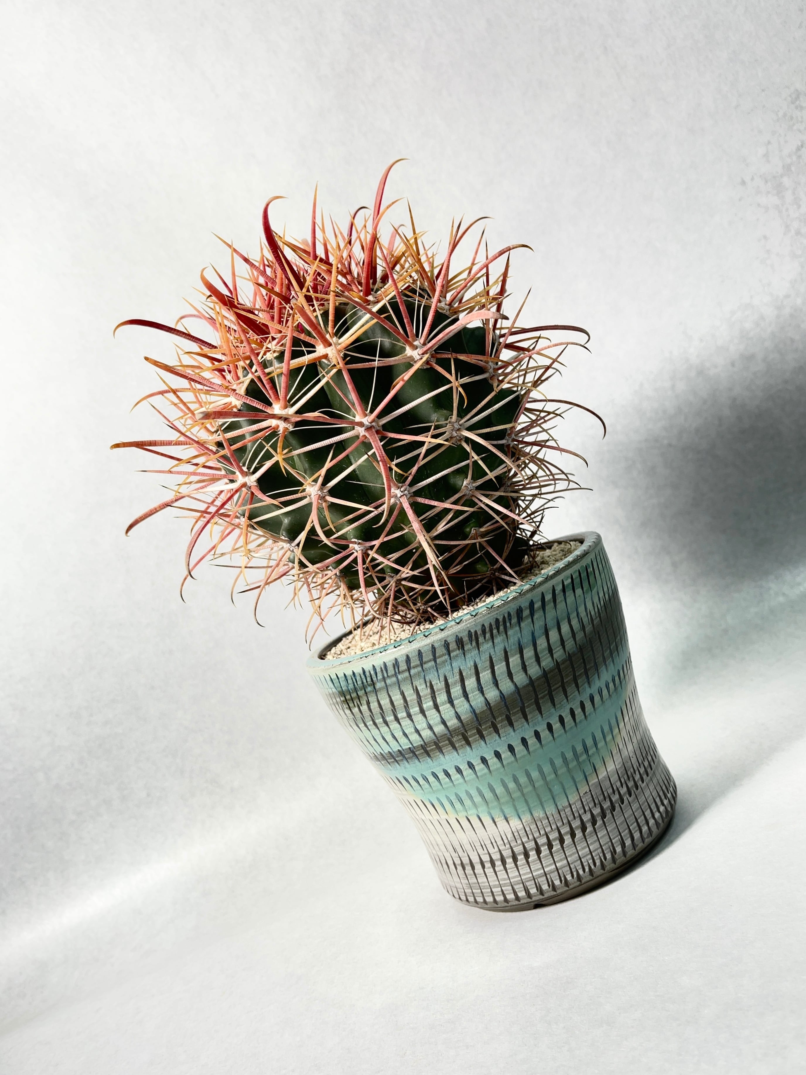 フェロカクタス・刈穂玉 | trigger