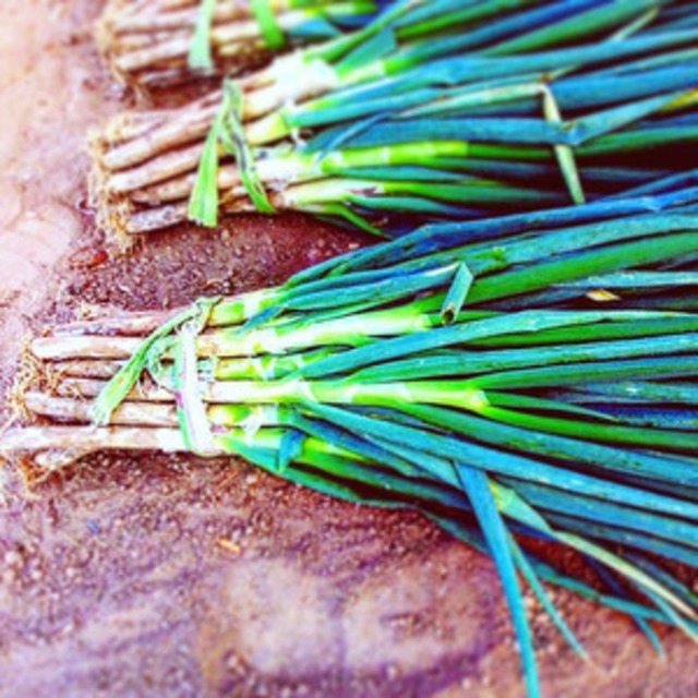 飲食店の方にも！《業務用 20kg》葱華屋の泥付き"深谷葱"