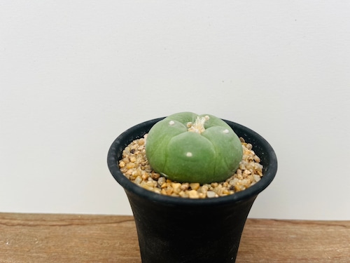 Lophophora williamsii var. decipiens　ロフォフォラ　銀冠玉　サボテン