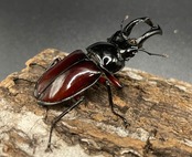 【WD】《オーベルチュールクロツヤシカクワガタ 42mm ペア》