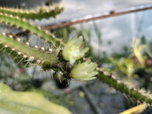 Pfeiffera ianthothele　４号　吊り鉢