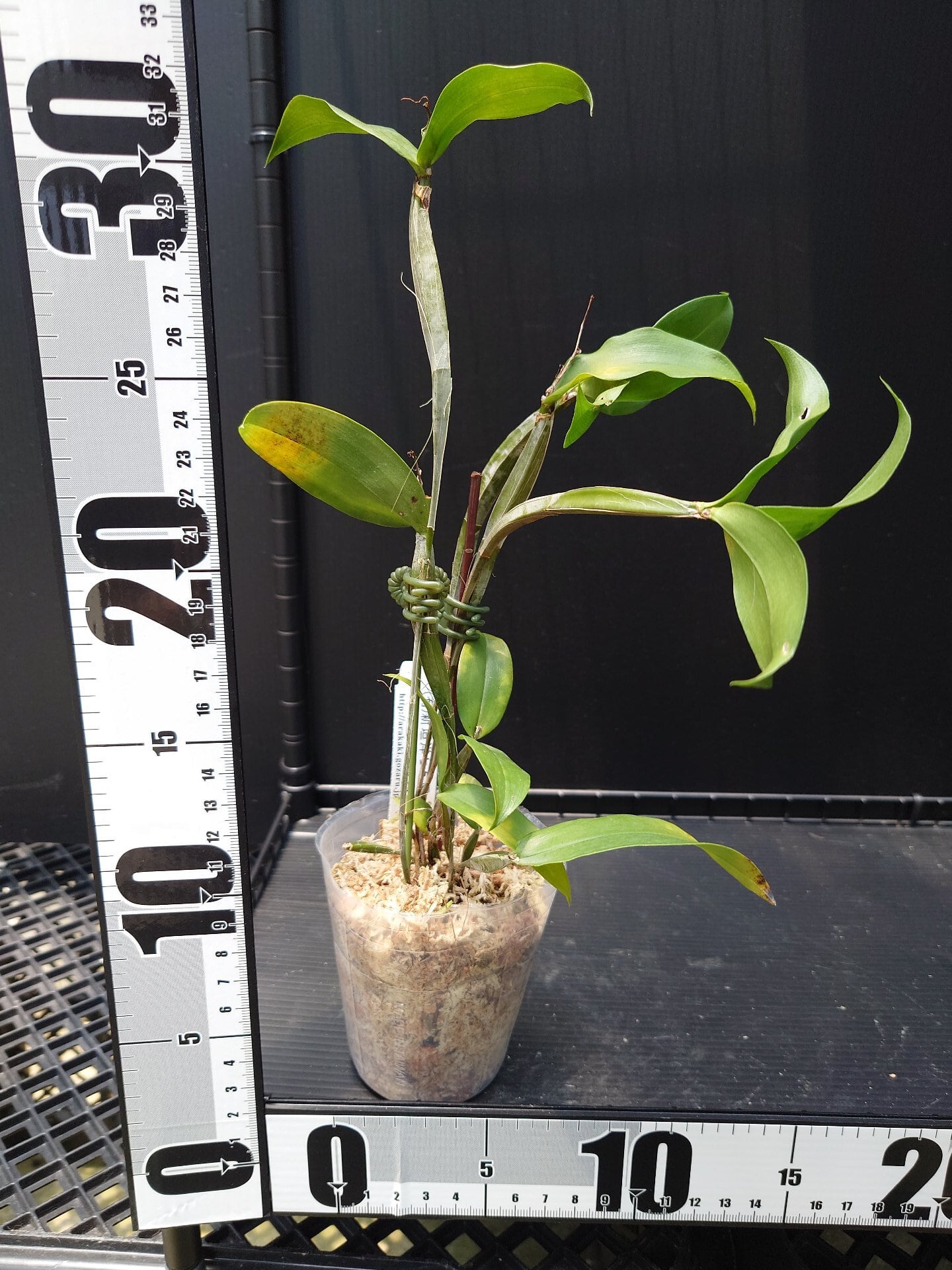 Den. tetragonum fma.album | 新垣洋らん園