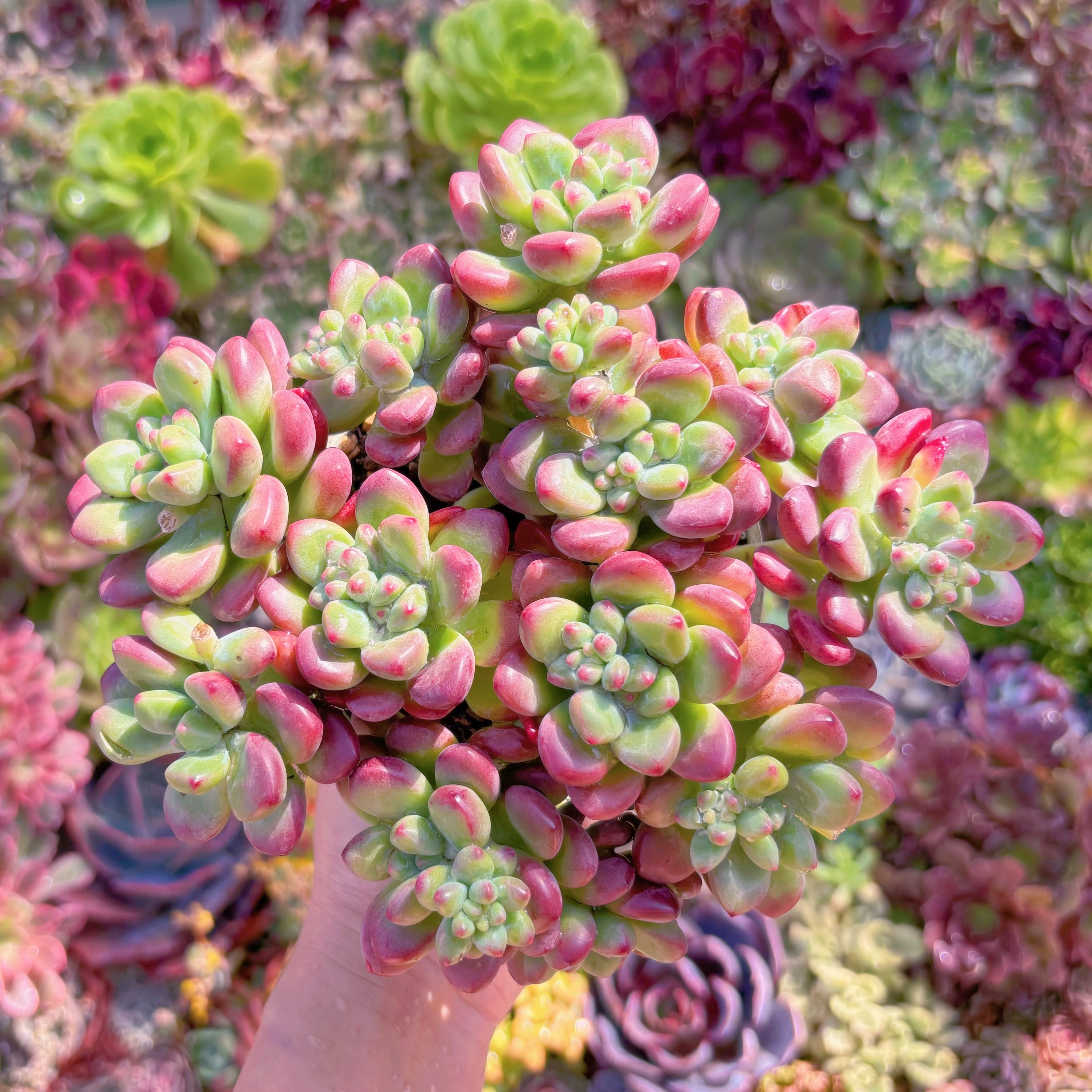 多肉植物　トミーキャット　鉢のまま発送・根あり　新入荷　るる農園