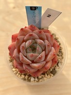 輸入苗　☆スーパーラブNo.2