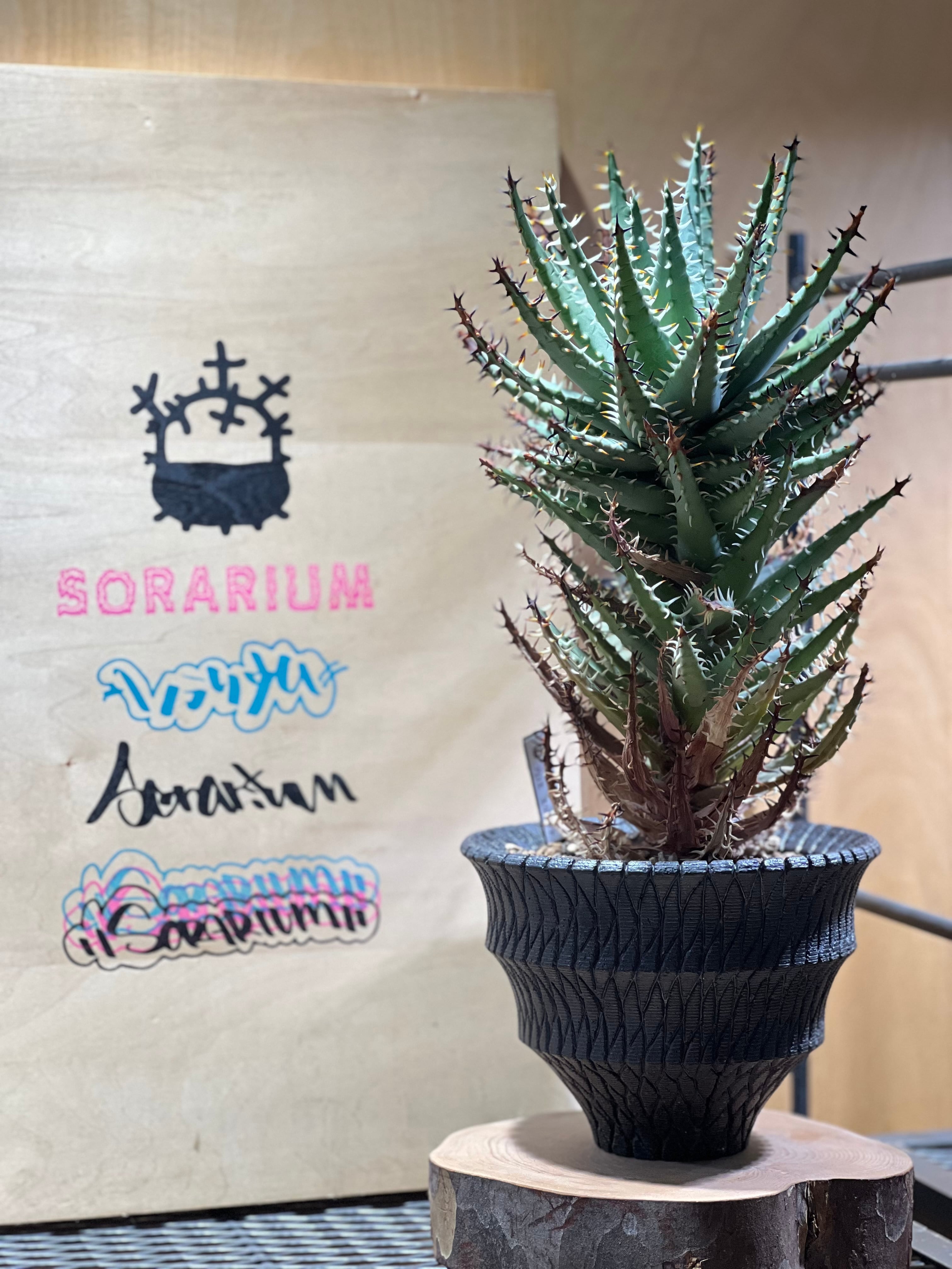 ユーフォルビアゼブラホリダ | sorarium