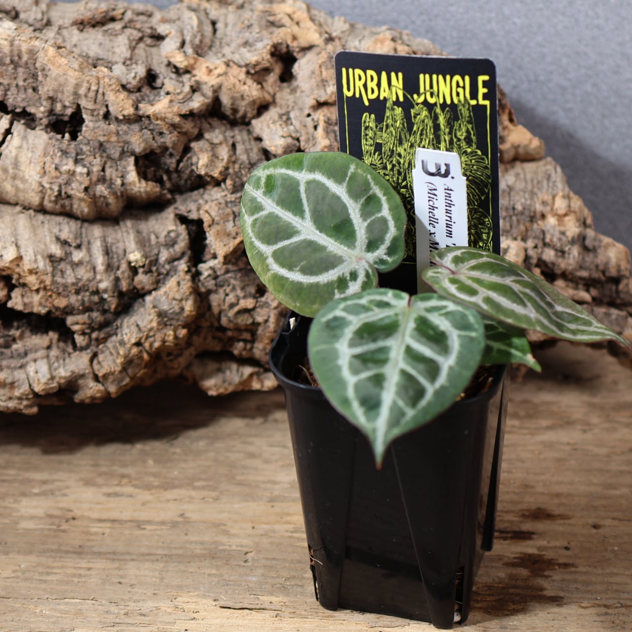 836『urban jungle Anthurium 'Red Crystallinum UJ' (Michelle