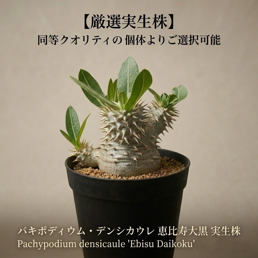 発根済】【現地球】ケラリア ピグマエア | BRIDGE GARDEN