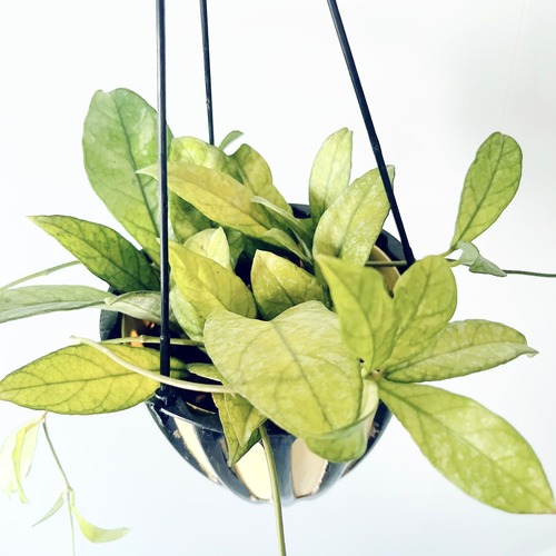 ホヤ クラッシィペティオラータスプラッシュ 観葉植物 calm cafe