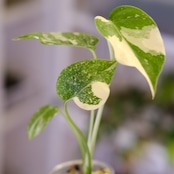 モンステラ・レガシー / Monstera deliciosa ‘Legacy'⑤