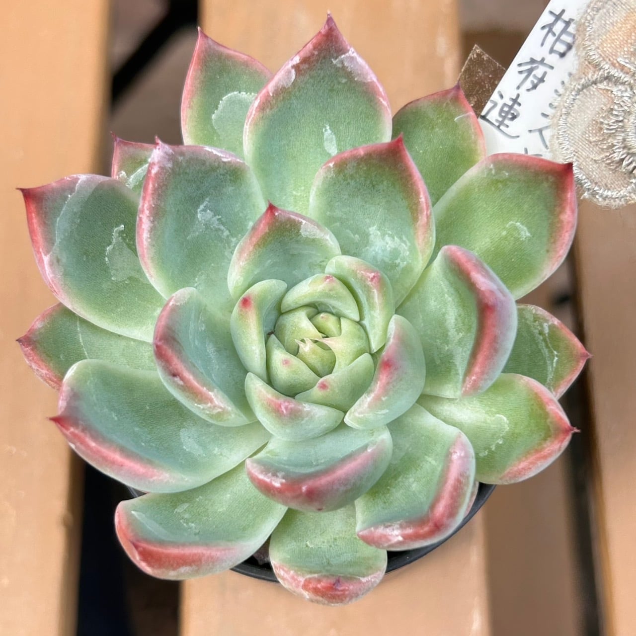 チワワエンシスx相府連 | RuPo 多肉植物専門店