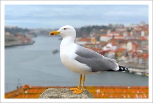Porto（ポルト）の鳥と街｜ポルトガルの風景ポストカード