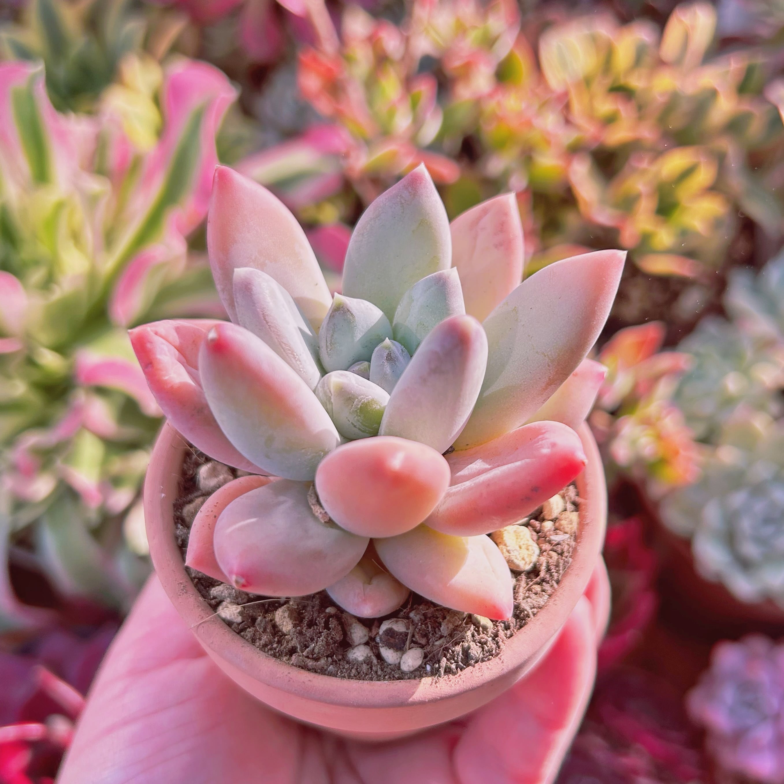 オペルクリカリアパキプス 実生4年生です！ オペルクリカリア パキプス 4年物 実生 オペルクリカリアパキプス 実生