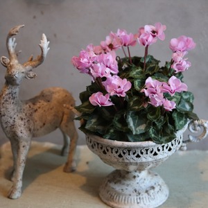 シクラメン　スクリュースター　ピンク　届いてすぐ玄関に飾れる シクラメン