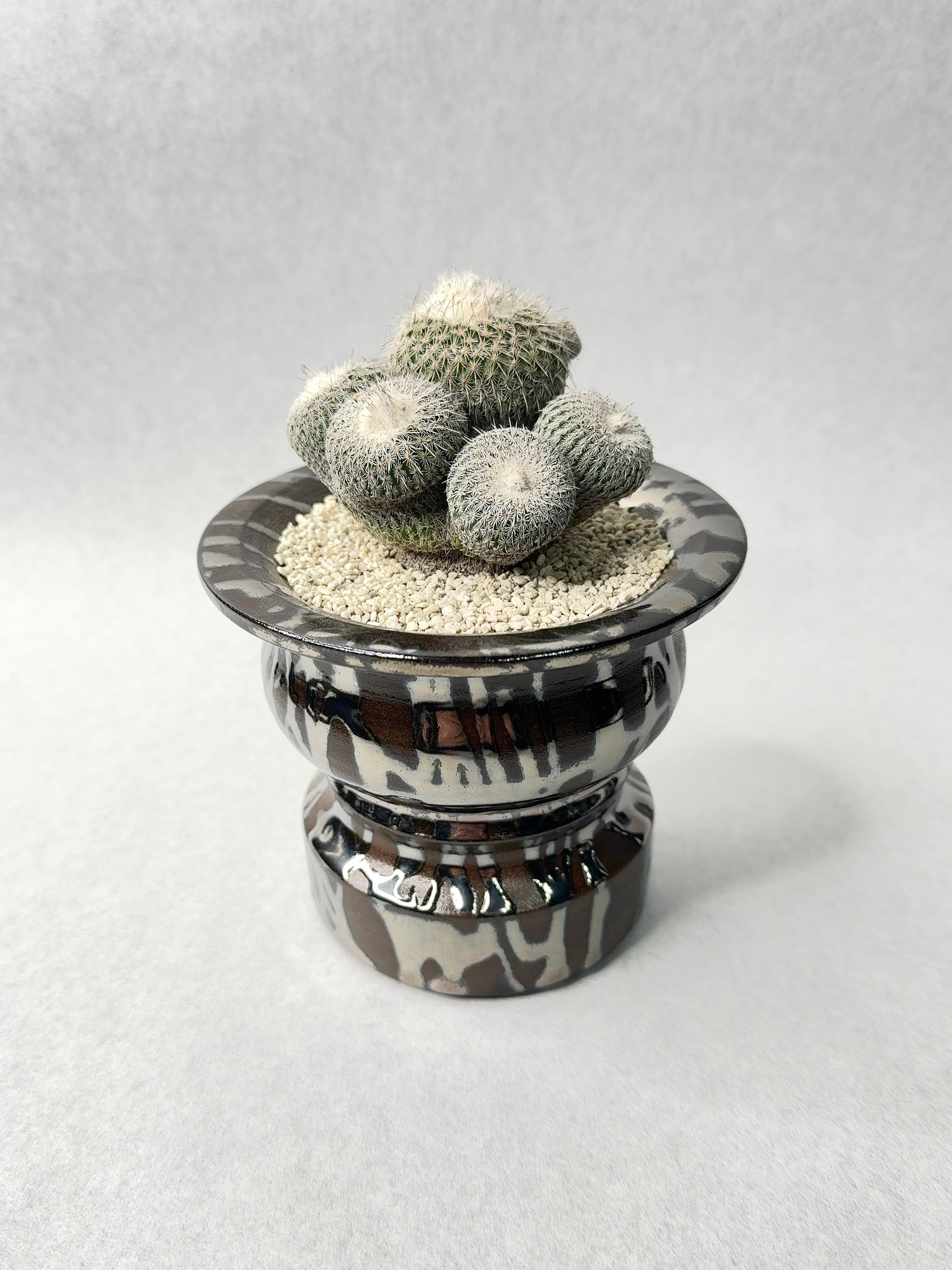 エピテランサ・かぐや姫