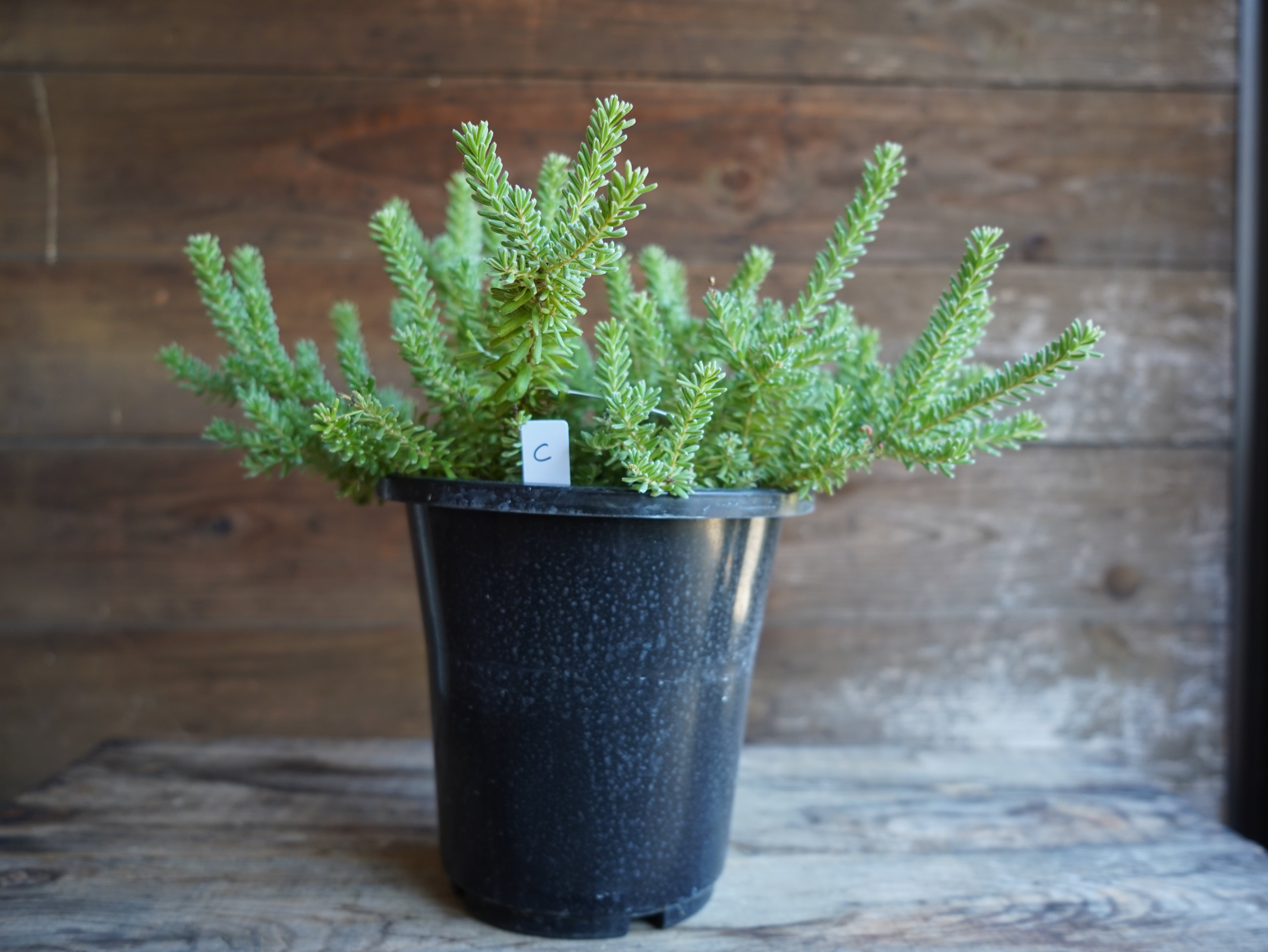 【現物】グレビレア　”ラニゲラ”　C　