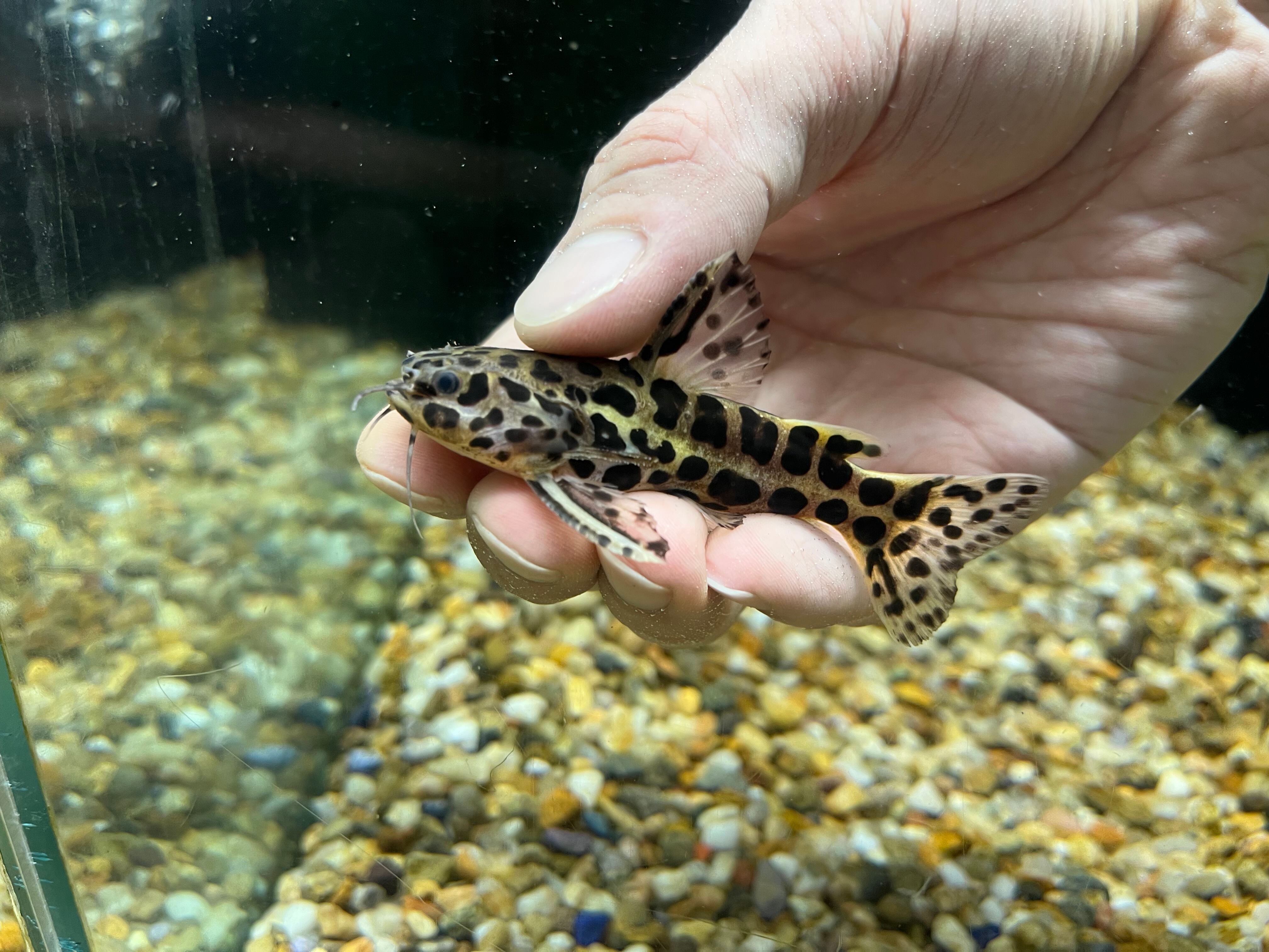 1匹】特価！コロンビア便WILDバトラクスキャット6-7cm | 1匹バトラクス 