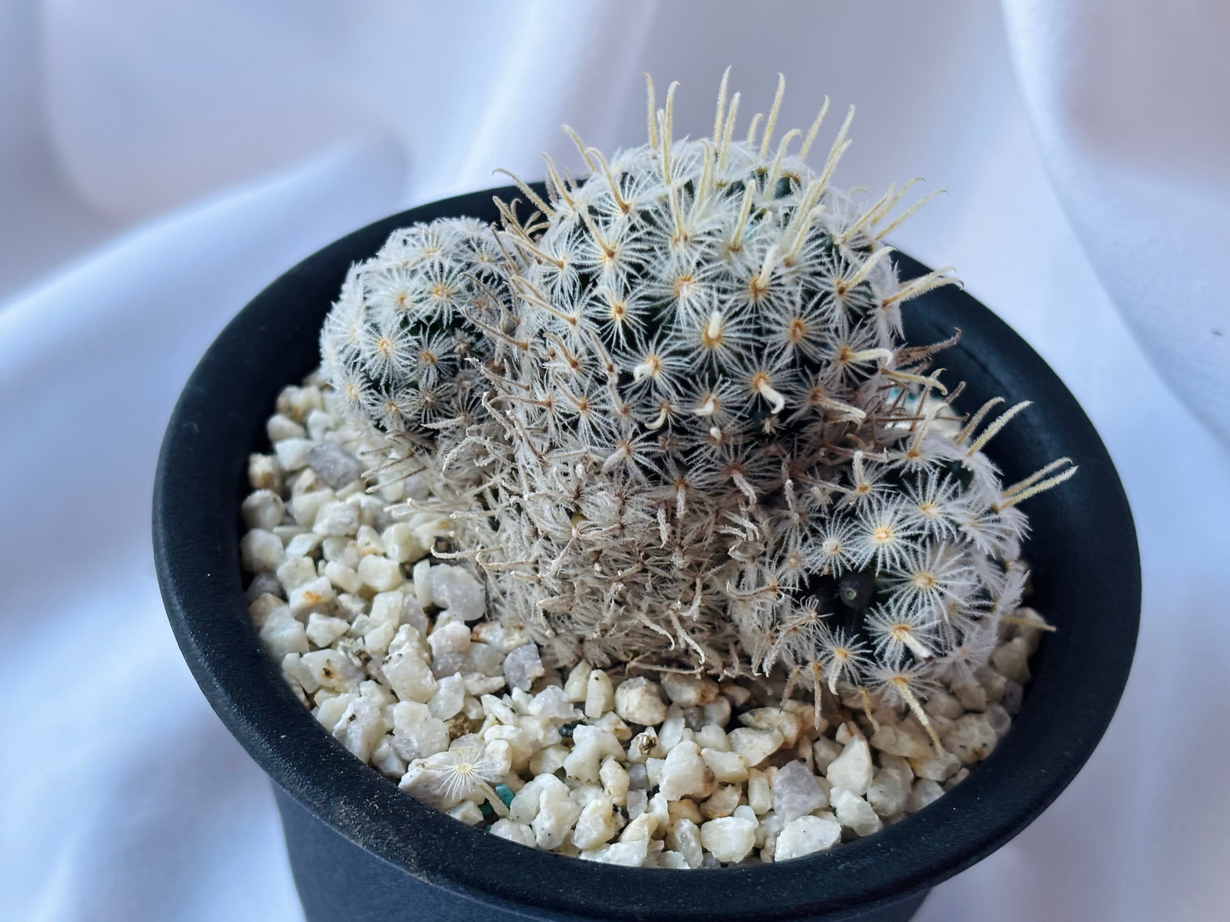 Mammillaria duwei マミラリア デュエイ サボテン | plants MARU