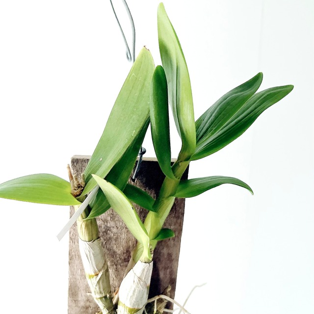 デンファレ 板付洋ラン 観葉植物 calm cafe