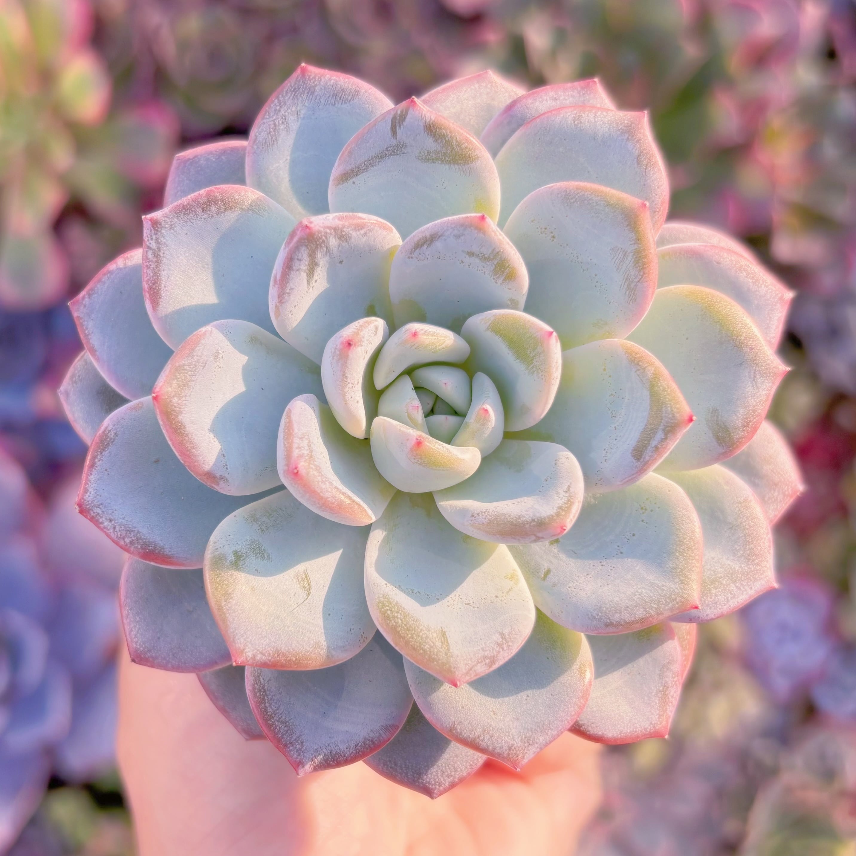 多肉植物　雪茶　新入荷　るる農園