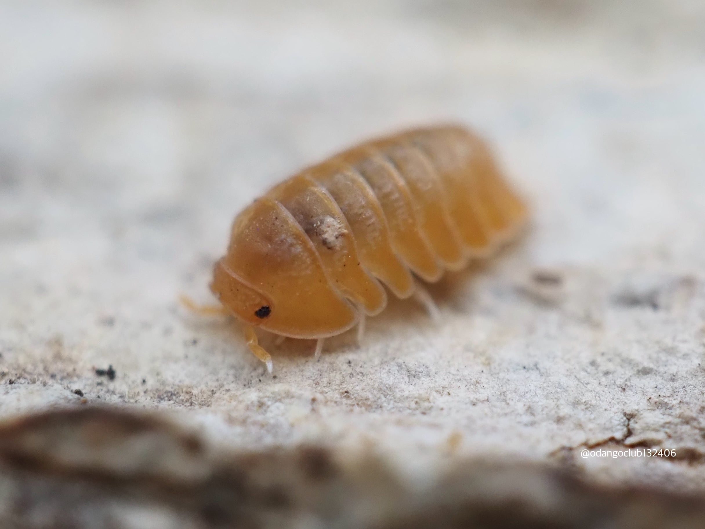 蜚最大級】マダガスカルゴキブリ オブロンゴナタ？ 標本