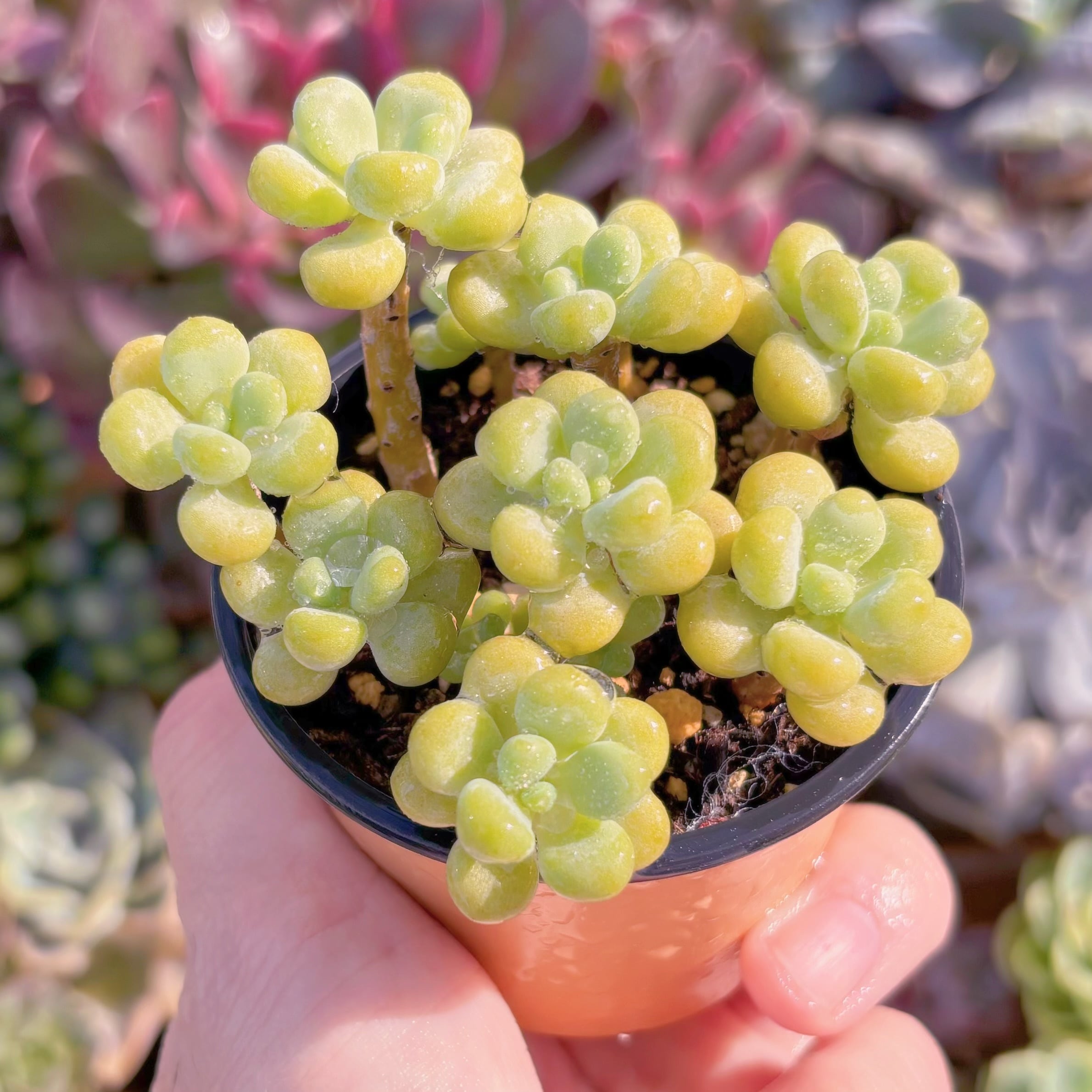 現品　丸葉ストロベリーミルク#293　るる農園