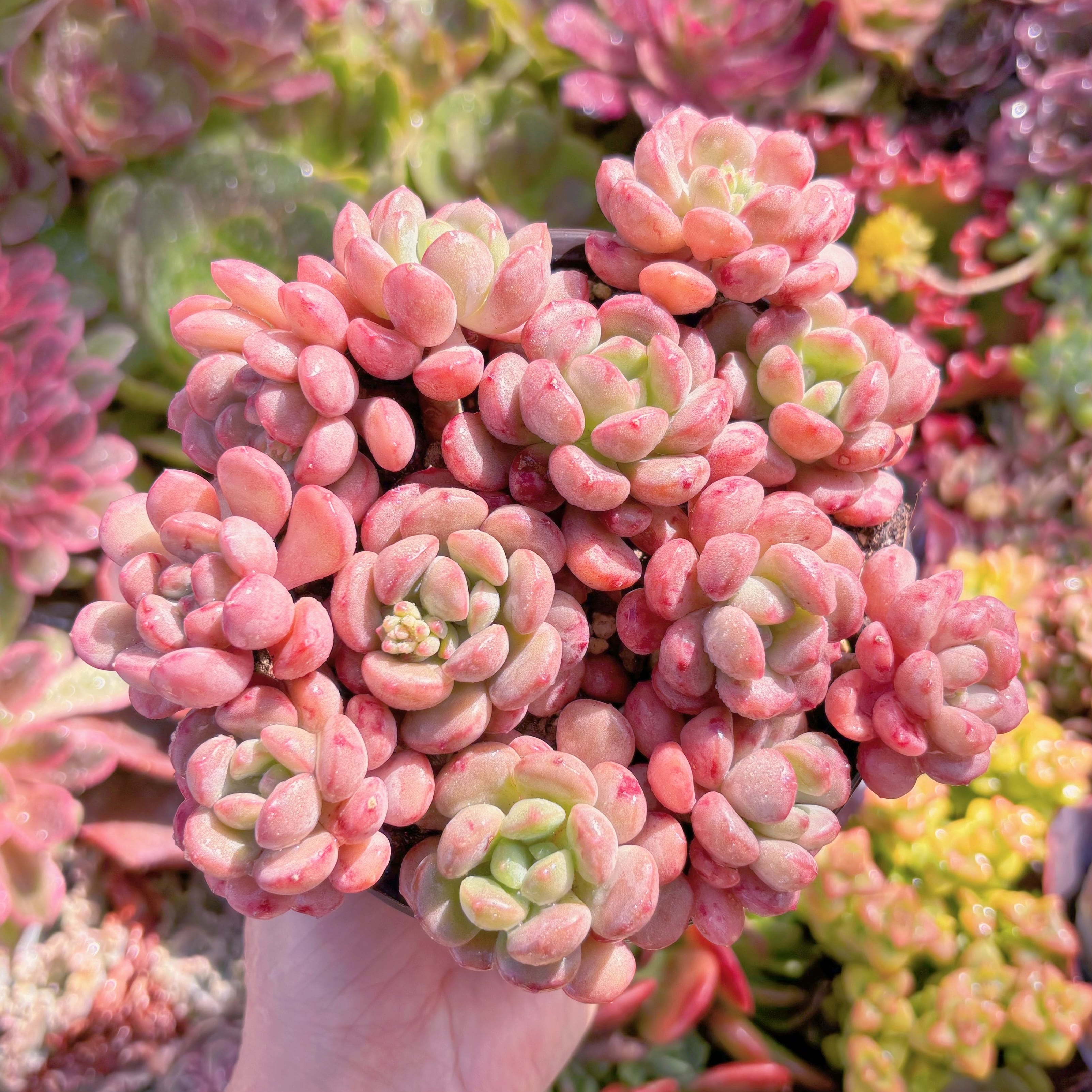 現品　Red Egg#M177　新入荷　るる農園