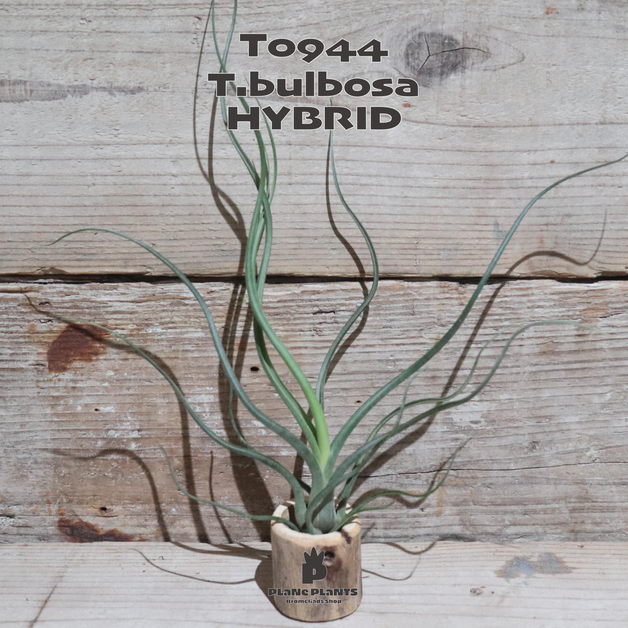 【送料無料】ブルボーサ ハイブリッド〔エアプランツ〕現品発送T0944