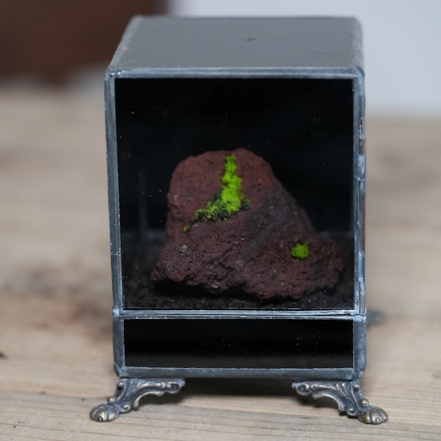 【数量限定】ヒカリゴケのための暗室容器とヒカリゴケ着生石　#E