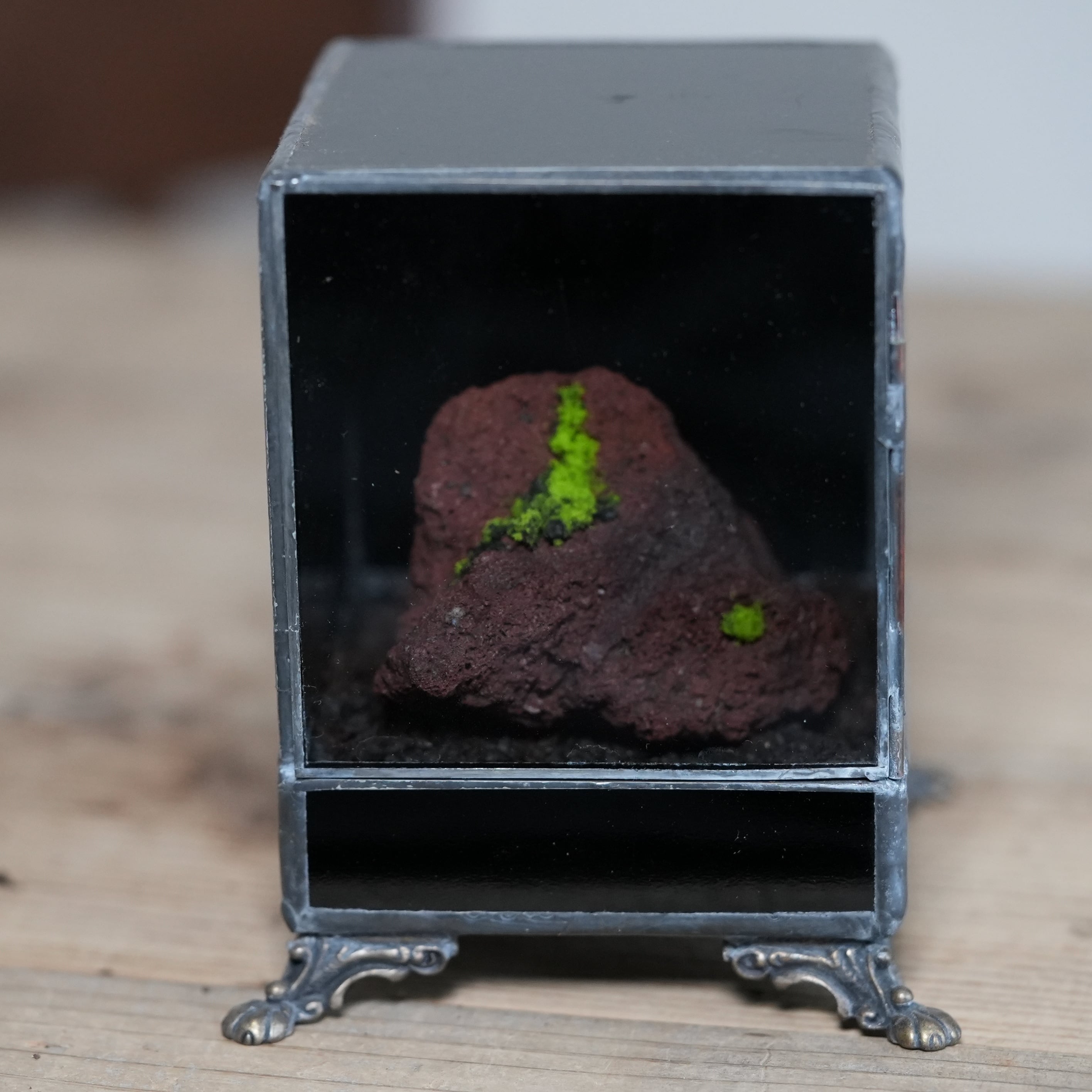 【数量限定】ヒカリゴケのための暗室容器とヒカリゴケ着生石 #E