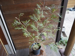 【現物】グレビレア　”ドーンパープル”　B