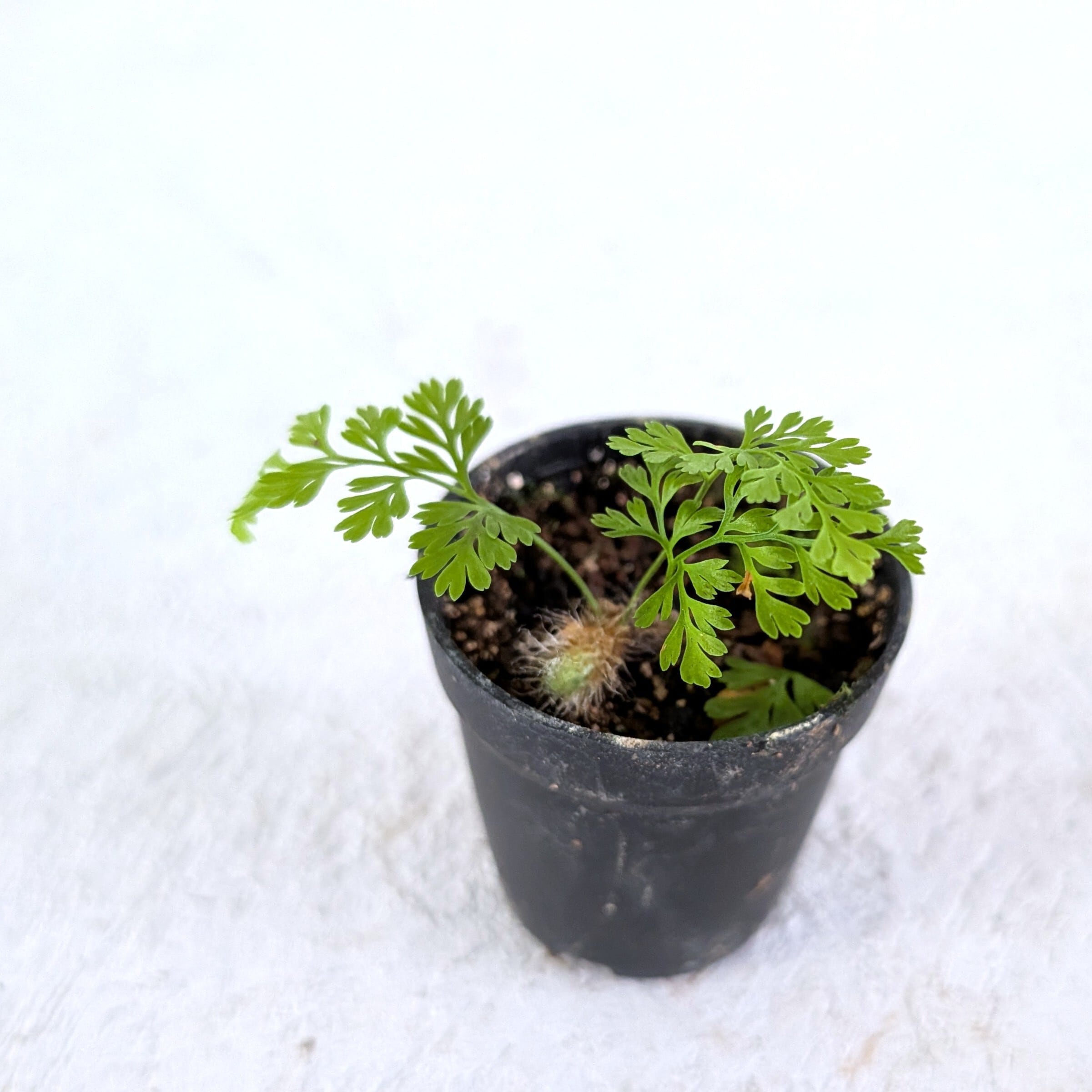 ダバリア フィジエンシス (シダ植物) 苔テラリウム作製用素材