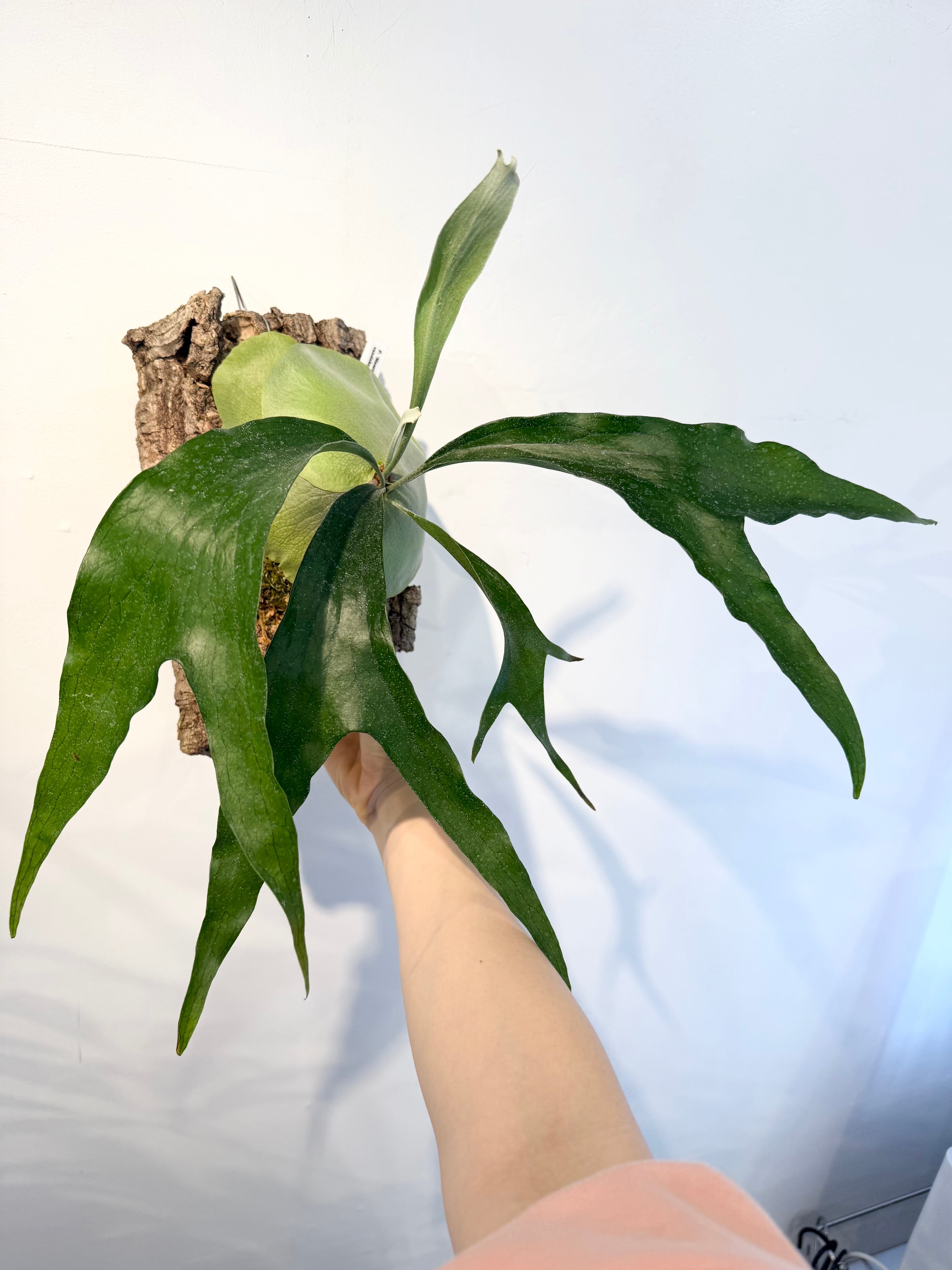 a) P. 'Maserati' ビカクシダ 'マセラティ' | vandaka plants