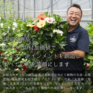 フィカス 曲がり6号