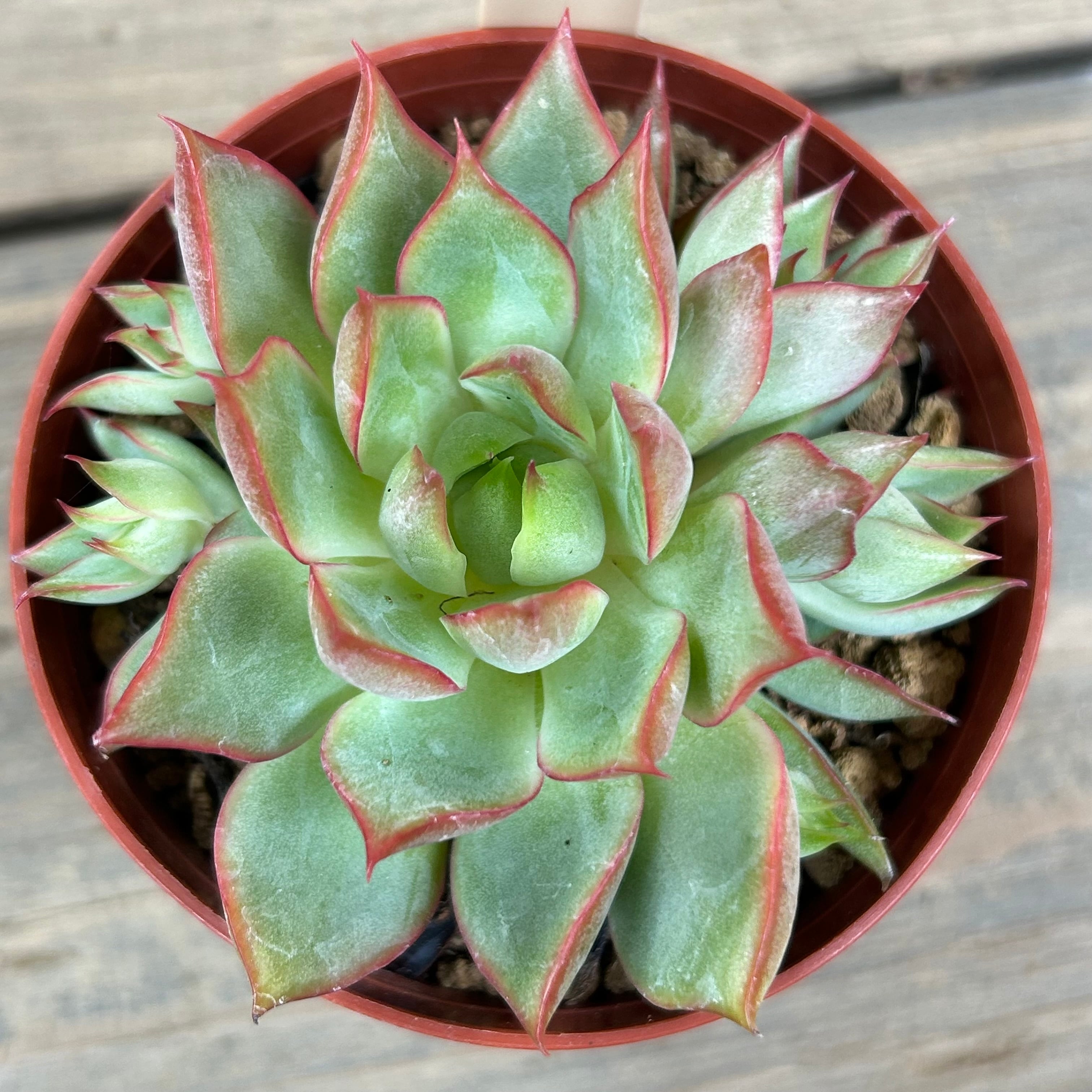 宝蓮灯 | RuPo 多肉植物専門店