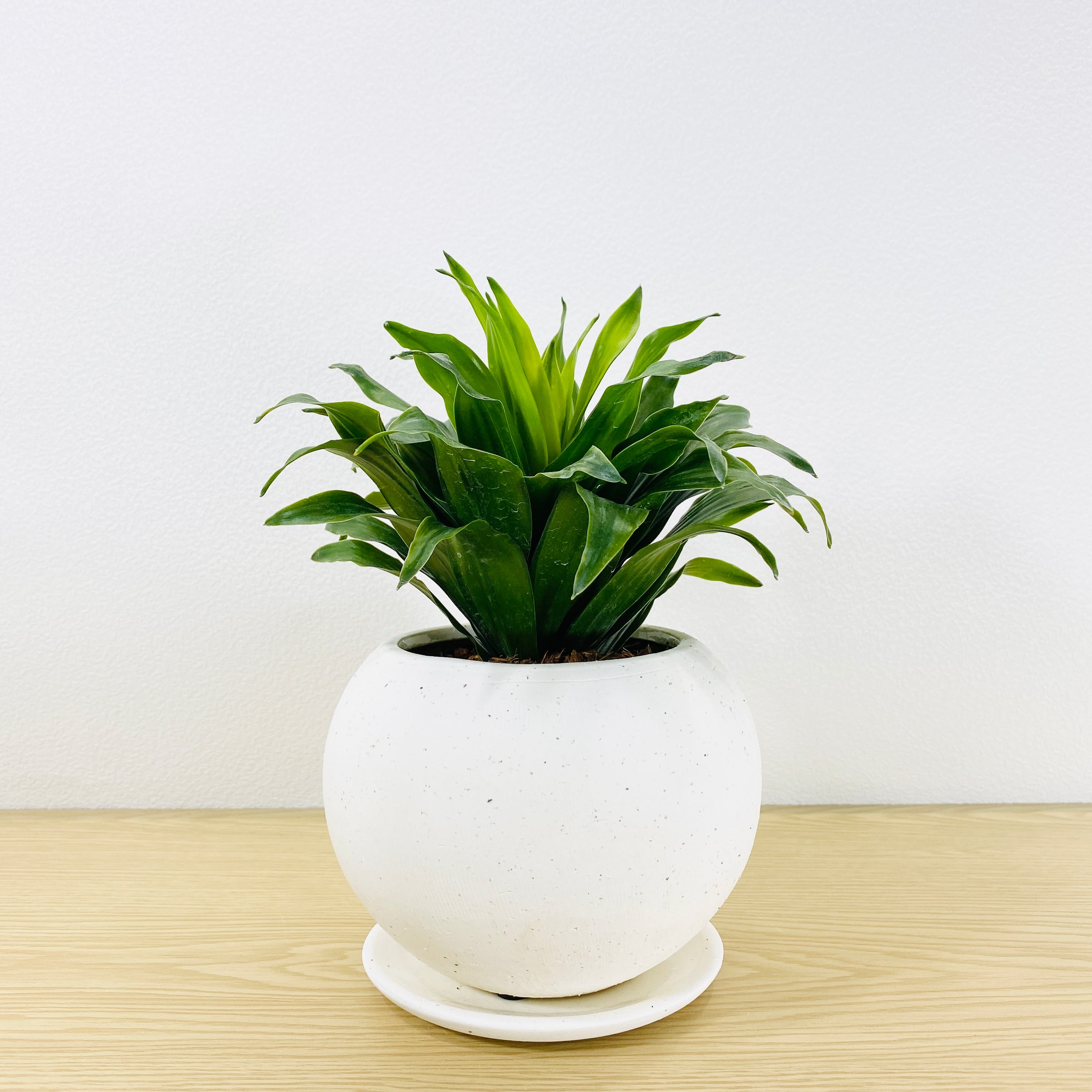 ドラセナ　コンパクタ　 [観葉植物]　葉の形がとてもおしゃれです！