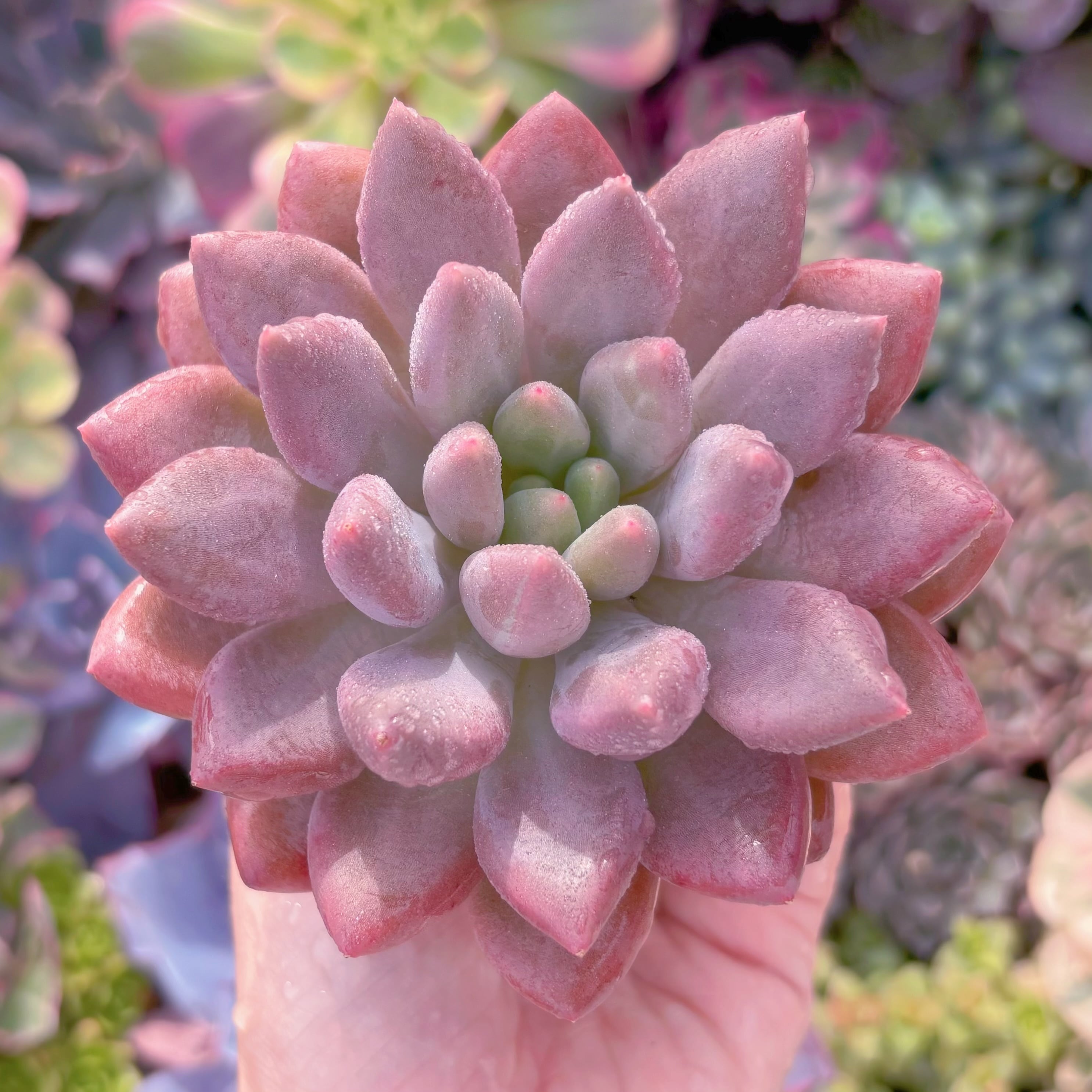 現品　水晶#A026　るる農園