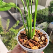 【実生】モンステラ オブリクア ペルー/MonsteraObliquaPeru⑫ / 観葉植物<育て方・花言葉>