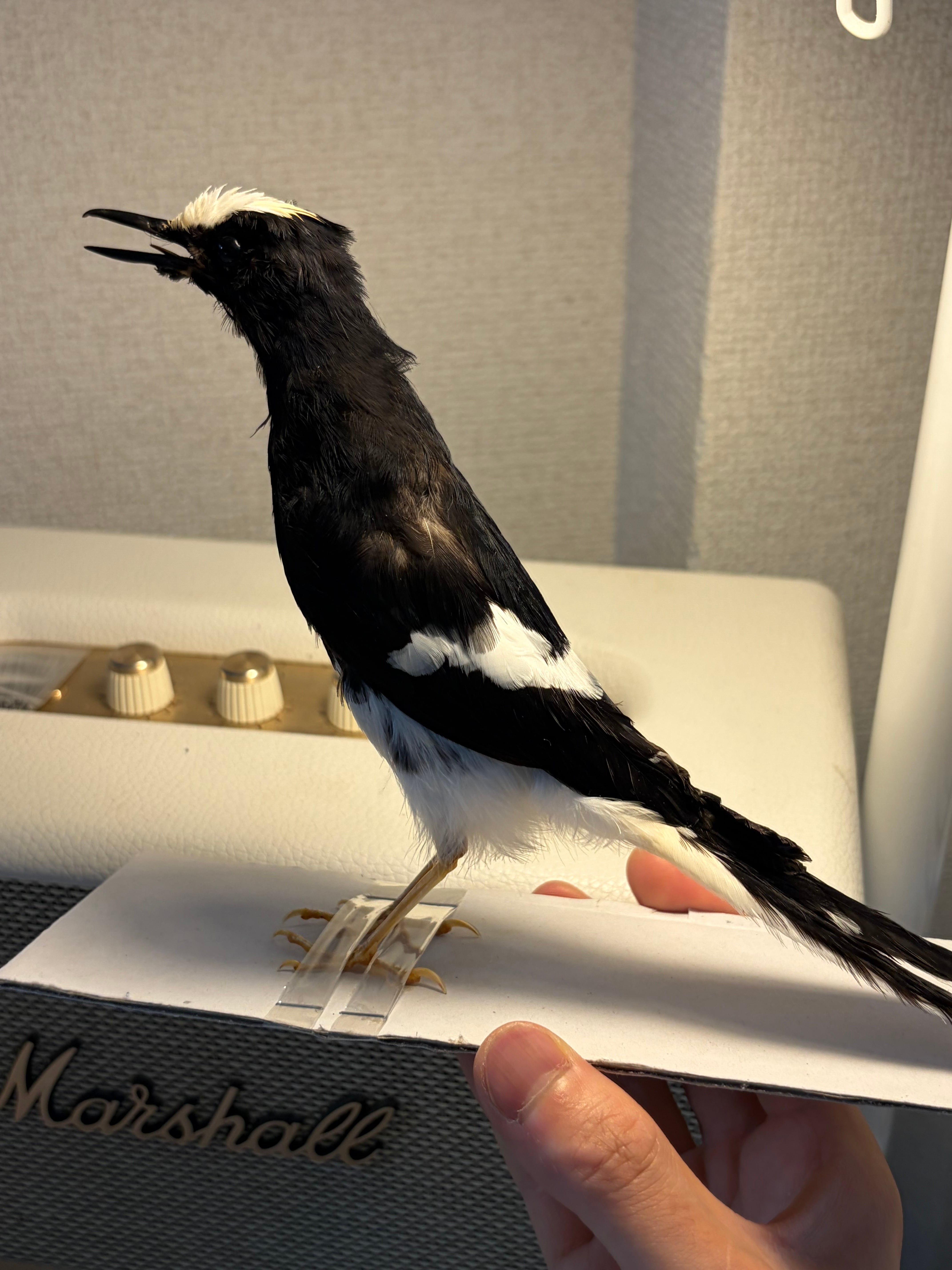鳥剥製】エンビシキチョウ 標本 置物 インテリア スズメ 木彫り バード