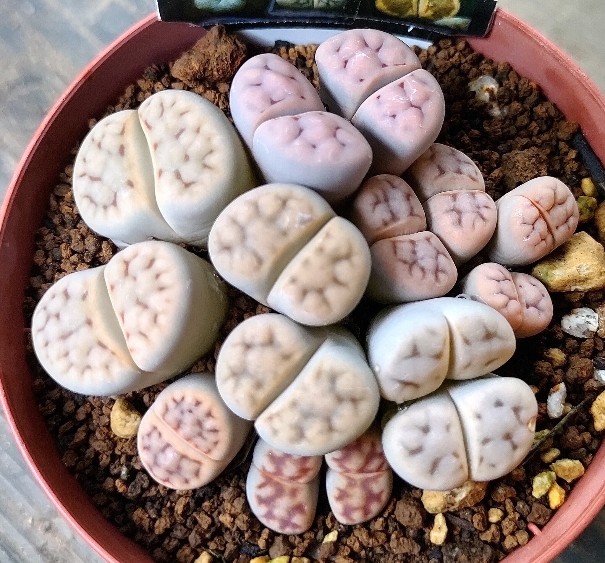 リトープスの仲間達 | RuPo 多肉植物専門店