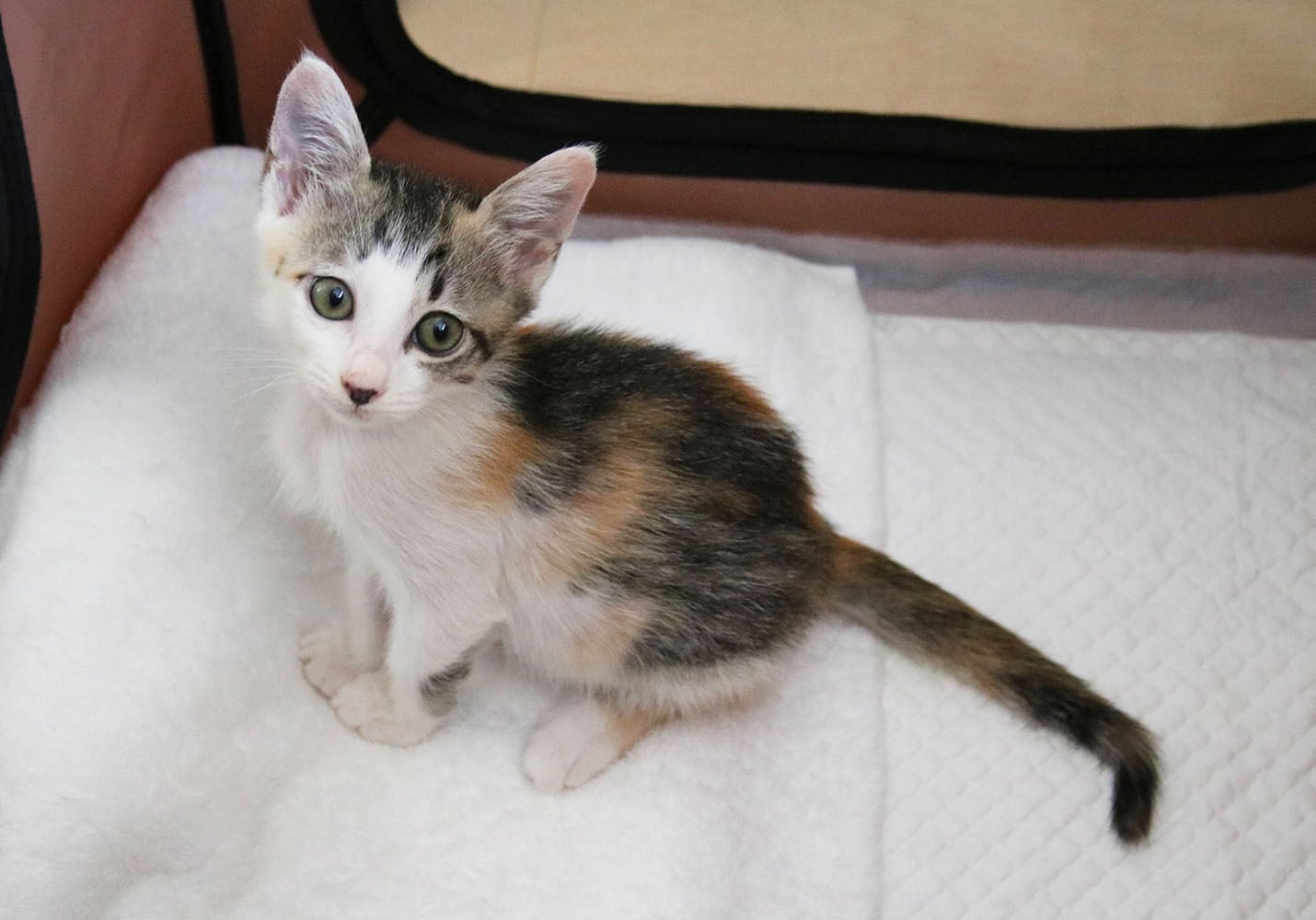 猫 ポストカード The Cat who....長崎の尾曲り仔猫 梅 10x14.8センチ(cm)官製はがきサイズ 猫写真 はがき ねこ葉書 ネコハガキ Postcard しずくうめ ウメ