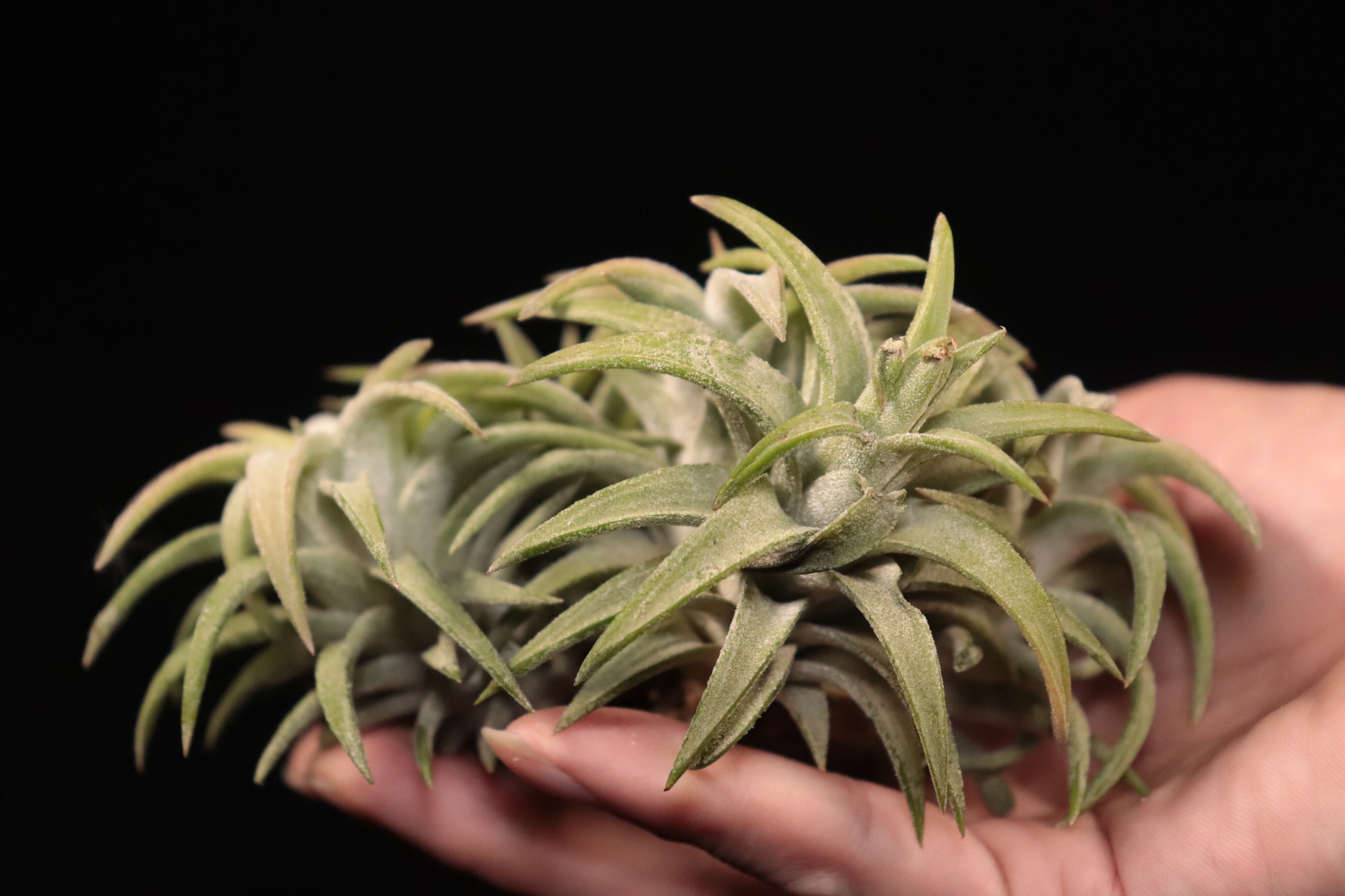 Tillandsia ionantha var. vanhyningii 'Jumbo' (Clump)〔ティランジア